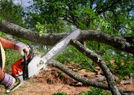 How Our Tree Care Process Works  in  Steelton, PA