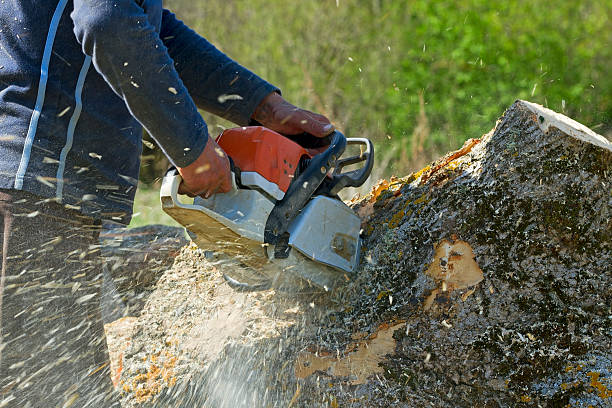 Steelton, PA Tree Services Company